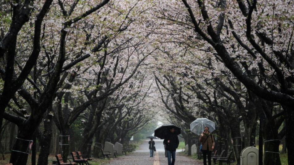 R&eacute;cord de visitantes extranjeros en Jap&oacute;n para ver los cerezos en flor