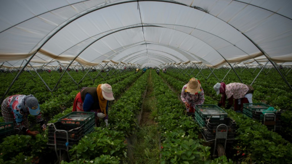 Un muerto y 39 heridos deja un accidente de bus con trabajadores temporales en Espa&ntilde;a