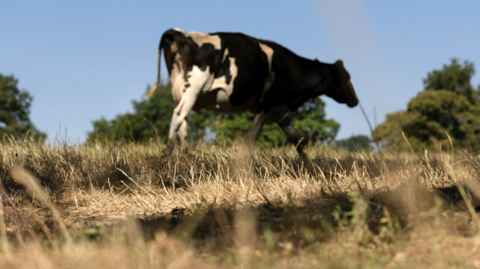 Nouveau virus chez les vaches suisses, fran&ccedil;aises et allemandes: "l'incroyable" vitesse de la recherche