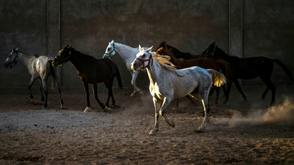 Blindg&auml;nger in Baden-W&uuml;rttemberg entsch&auml;rft: Menschen und Pferde verlassen Gest&uuml;t