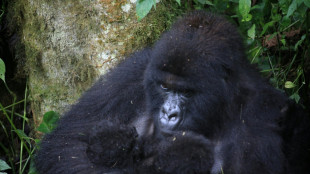 &Auml;u&szlig;erst selten: Erneute Geburt von Berggorilla-Zwillingen in DR Kongo