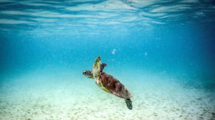 Great Barrier Reef: Wissenschaftler warnen vor "Kollaps des &Ouml;kosystems"