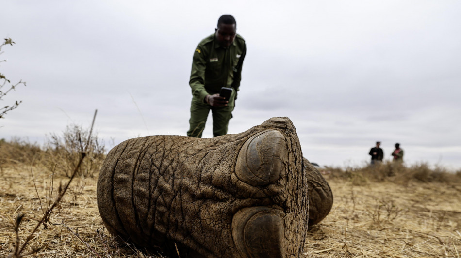 Elefanti avvelenati in Kenya, arrestati due agricoltori