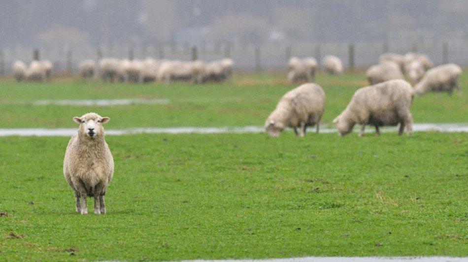 Ausgeb&uuml;xter Schafbock bedient sich an Gurken: Polizeieinsatz in Th&uuml;ringen