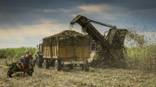 Cuba quiere "salvar" el az&uacute;car, su otrora rey, de un final amargo