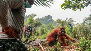 Decenas de orangutanes salvados de incendios en Indonesia