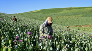 Afghanistan : la culture du pavot &agrave; opium repart &agrave; la hausse face aux crises