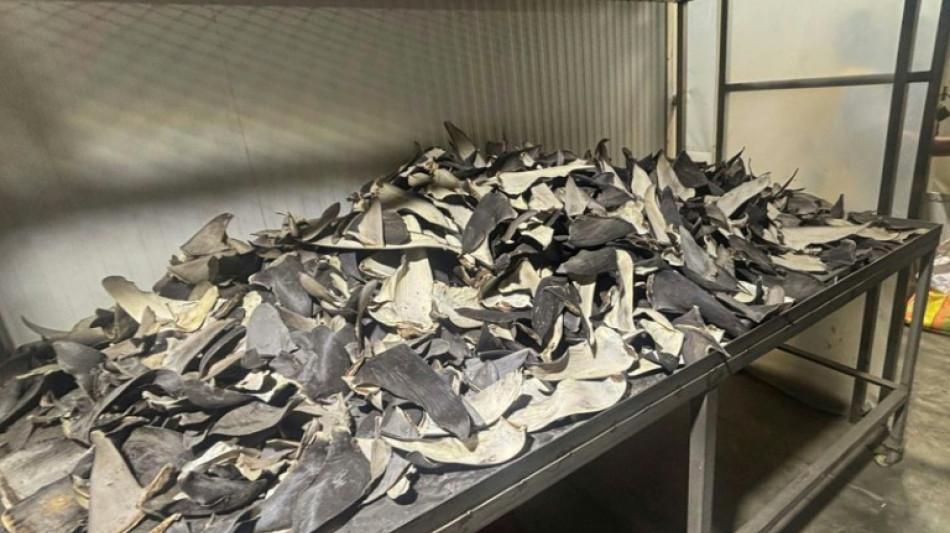 P&eacute;rou: saisie de plus de six tonnes d'ailerons de requins destin&eacute;s &agrave; l'Asie