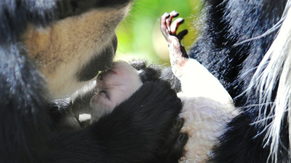 El primer beso podría remontarse a 21 millones de años, según científicos británicos