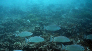 Pacific islands to face food shortages over global warming: scientists