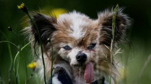 Wom&ouml;glich &auml;ltester Hund der Welt im Alter von 30 Jahren in Frankreich gestorben
