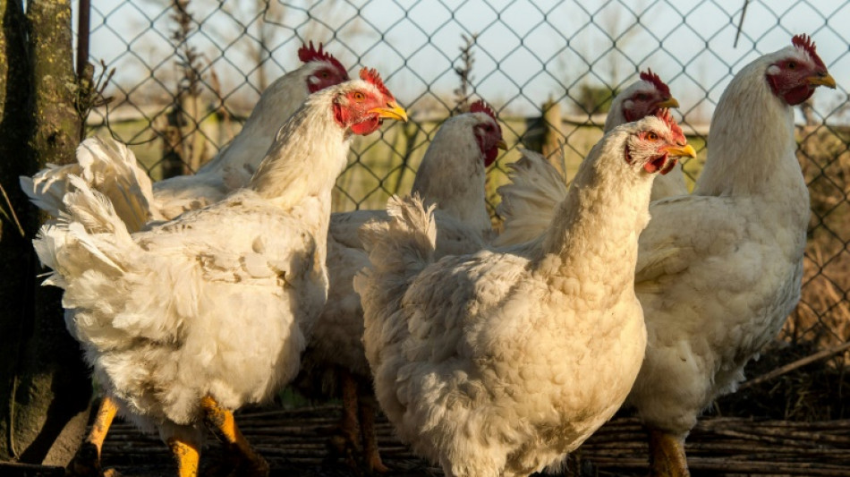 Grippe aviaire: un nombre record d'abattages en France, la fili&egrave;re fragilis&eacute;e