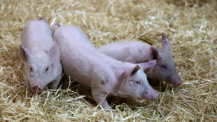 600 Ferkel ohne Wasser: Autobahnpolizei stoppt Tiertransport bei Hitze in Bayern