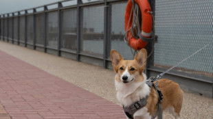 Les eurodéputés se penchent sur le bien-être des chats et des chiens