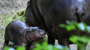 Erneut Zwergflusspferd in Berliner Zoo geboren