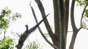 Taiw&aacute;n ofrece recompensas a cazadores para controlar la proliferaci&oacute;n de iguanas verdes