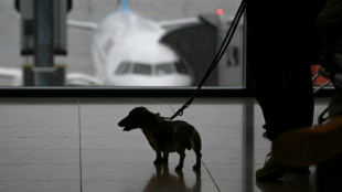 Un perro tiene el mismo valor que una maleta facturada en un vuelo, estima la justicia europea