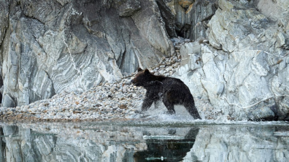 "Nunca vimos algo as&iacute;": la poblaci&oacute;n de osos se dispara en Siberia