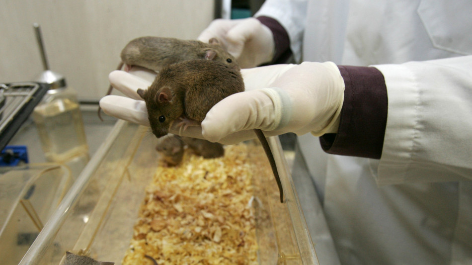 Individuato il circuito cerebrale che lega appetito e ricordi