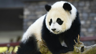 Pays-Bas: un panda de 2 ans s'av&egrave;re &ecirc;tre une femelle, et non un m&acirc;le