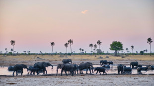 Au Zimbabwe, tourn&eacute;es &agrave; v&eacute;lo et donn&eacute;es satellites pour faciliter la coexistence avec les &eacute;l&eacute;phants