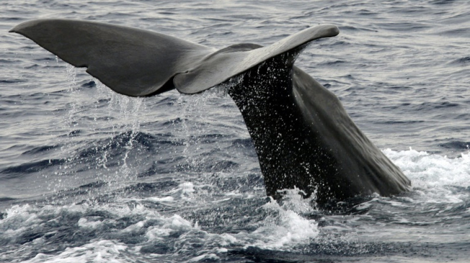 En M&eacute;diterran&eacute;e, immerger les carcasses de c&eacute;tac&eacute;s pour mieux les &eacute;tudier