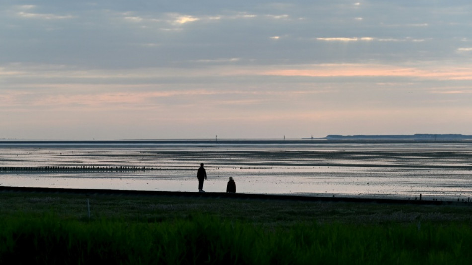 Hilfloser Schweinswal in Wattenmeer: Tier stirbt nach Rettungseinsatz