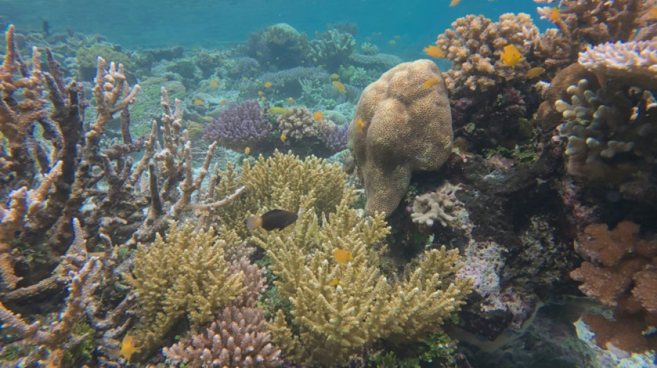 Indon&eacute;sie: les coraux de Raja Ampat menac&eacute;s par les mines de nickel, selon des ONG