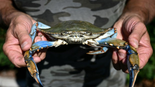 Los pescadores de almejas en Italia temen "invasi&oacute;n" de cangrejos azules