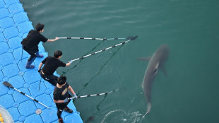 Le requin devenu c&eacute;l&egrave;bre en Cor&eacute;e du Sud est revenu l&agrave; o&ugrave; il &eacute;tait coinc&eacute;