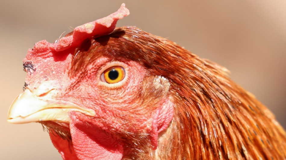 Vogelgrippe: Mehr als eine Million get&ouml;tete Tiere allein in Niedersachsen