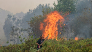 Indonesia fires have burned nearly two million hectares: monitor