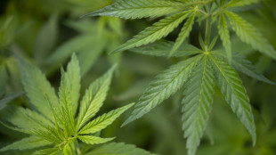 Requisan en Francia casi una tonelada de cannabis procedente de Espa&ntilde;a
