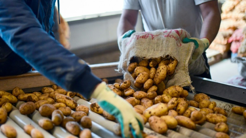 Industrie erwartet niedrige Kartoffelernte wegen extremer Trockenheit 