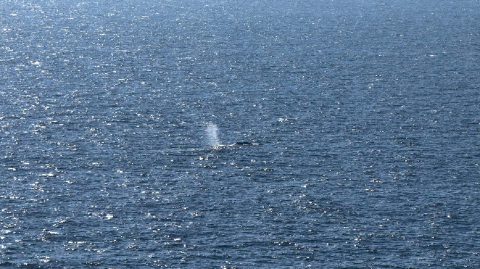 Gewissheit nach wochenlangem Drama: Toter Wal vor D&auml;nemark ist Tier aus Ostsee