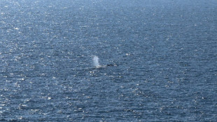 Gewissheit nach wochenlangem Drama: Toter Wal vor D&auml;nemark ist Tier aus Ostsee