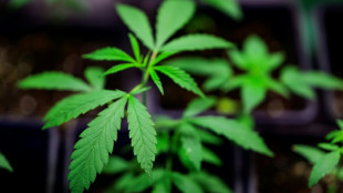 Drogenbeauftragter Blienert bittet L&auml;nder um Zustimmung zum Cannabis-Gesetz