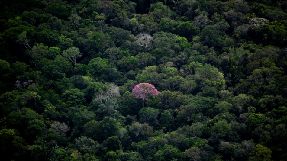 Br&eacute;sil: mort du dernier indig&egrave;ne d'une tribu disparue