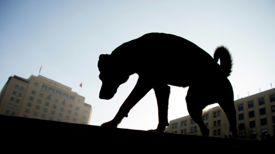 Un ataque de perros "salvajes" deja 23 animales muertos en un zool&oacute;gico de Chile 