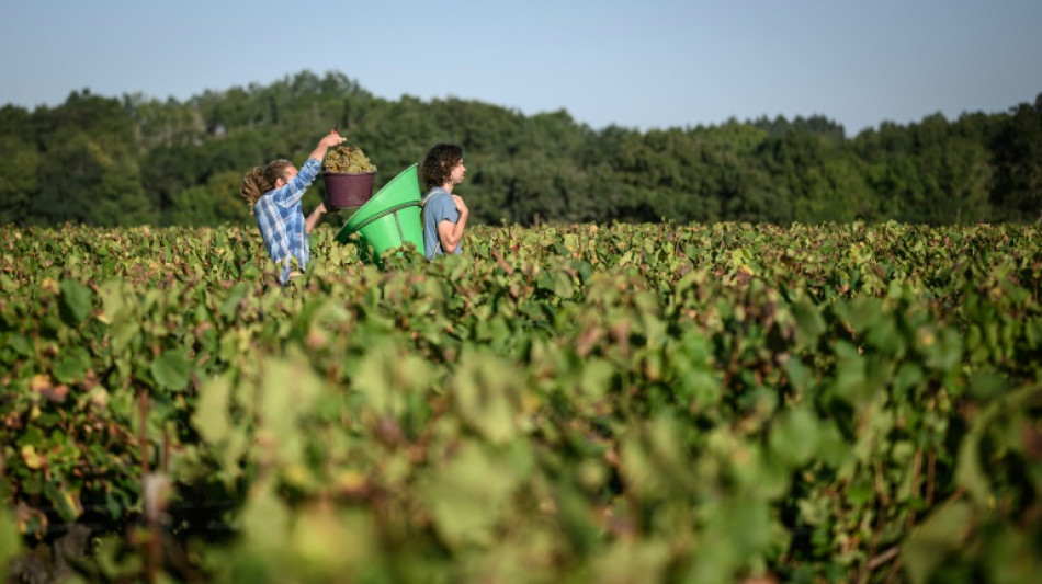 Como c&oacute;ctel o enlatado: nuevos m&eacute;todos en Francia para vender vino