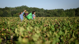 Como c&oacute;ctel o enlatado: nuevos m&eacute;todos en Francia para vender vino