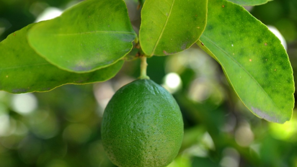 Asesinan a un empresario del sector de los cítricos, el segundo en México esta semana