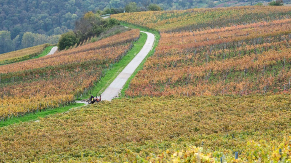 Deutscher Wei&szlig;- und Ros&eacute;wein in Norwegen sehr beliebt 