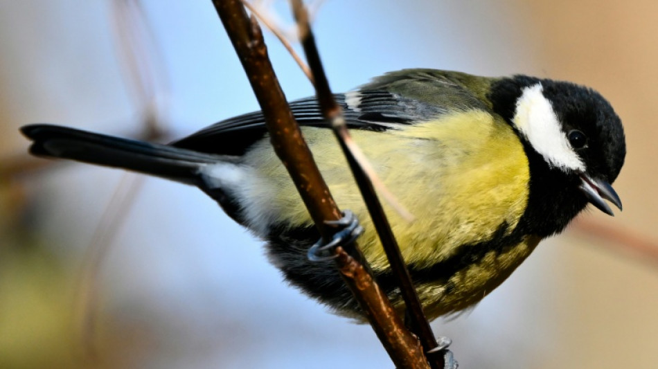 En France, moins d'oiseaux l&agrave; o&ugrave; plus de pesticides sont achet&eacute;s, selon une &eacute;tude