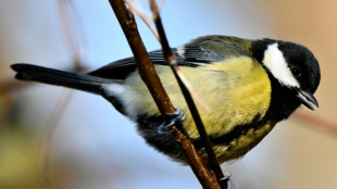En France, moins d'oiseaux l&agrave; o&ugrave; plus de pesticides sont achet&eacute;s, selon une &eacute;tude