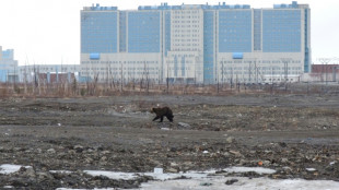 Russia probes bear attacks, as official says town under 'siege'