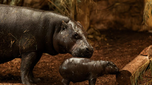 Spingeva la madre morta in un lago, salvato cucciolo di ippopotamo in Kenya