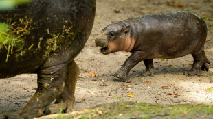 Zwergflusspferd in Berliner Zoo hei&szlig;t Br&ouml;tchen