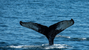 In Ostsee herumschwimmender Buckelwal nun in Flensburger gesichtet
