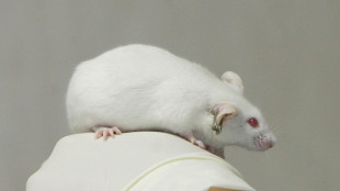 Una terapia genica riesce a spegnere gli interruttori del dolore nel cervello